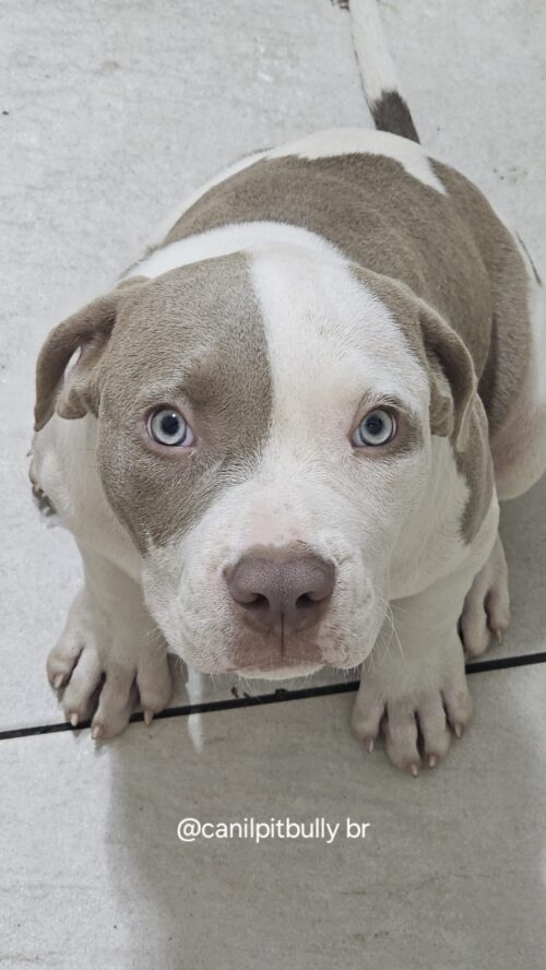 Macho pirata Lilac e branco