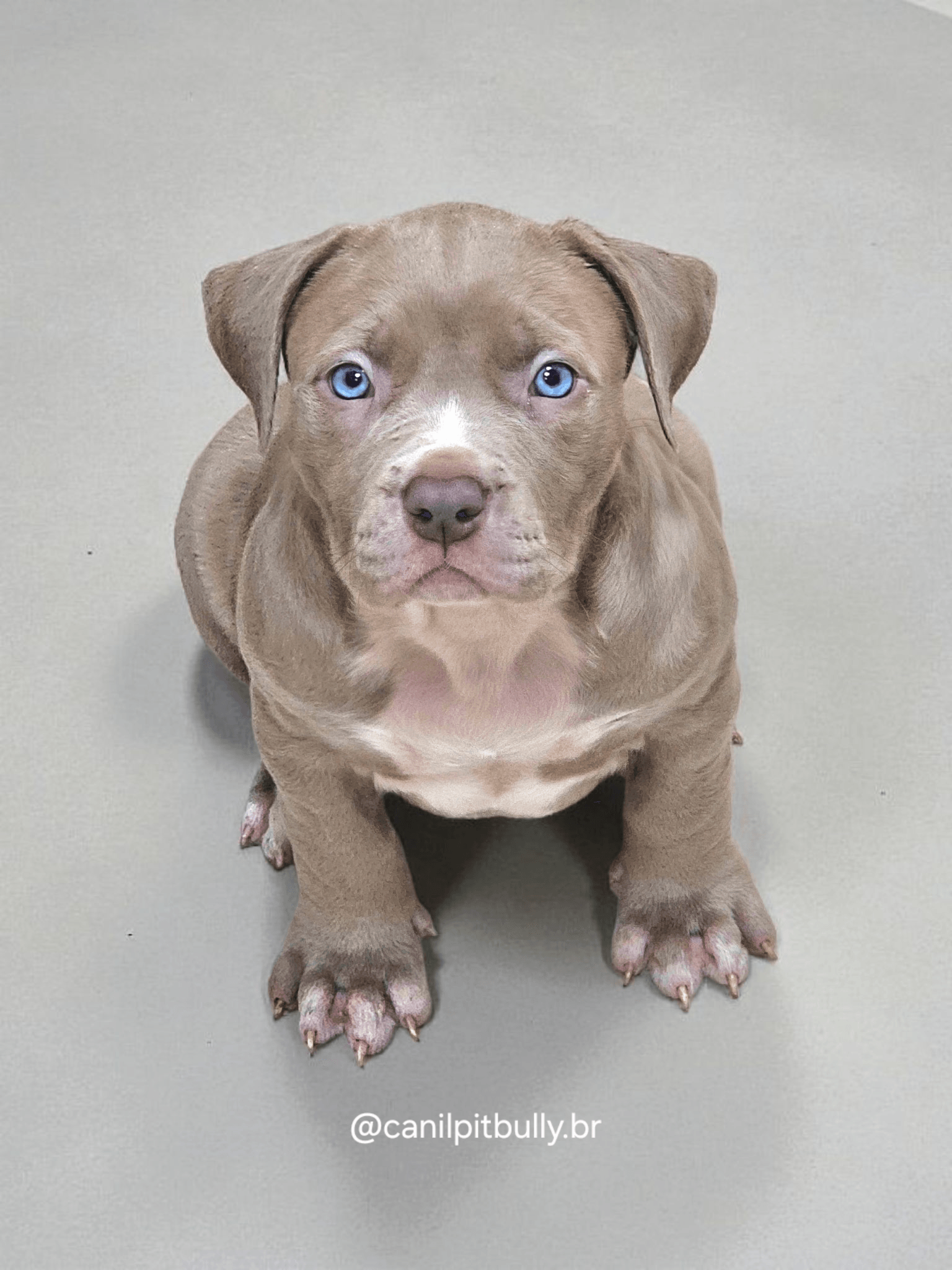 Pit Monster Fêmea Lilac