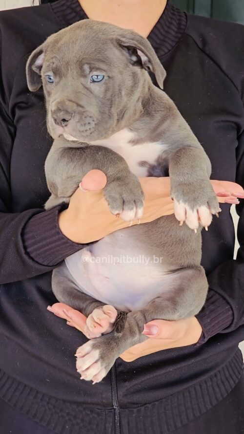 Filhote - Pit Monster- Macho 2 - Cinza Bluenose