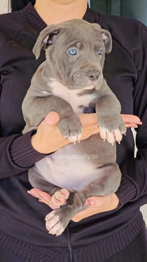 Filhote - Pit Monster- Macho 2 - Cinza Bluenose