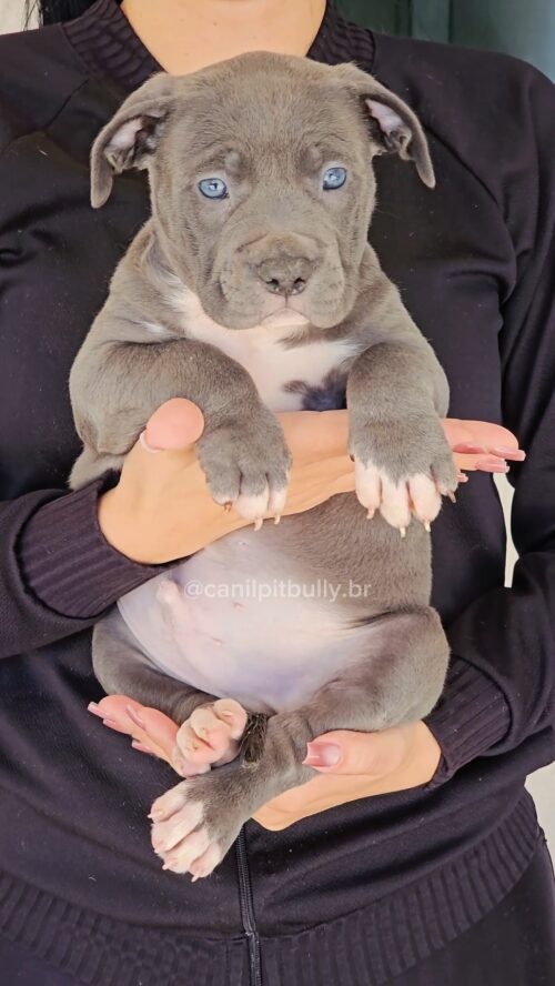 Filhote - Pit Monster- Macho 2 - Cinza Bluenose