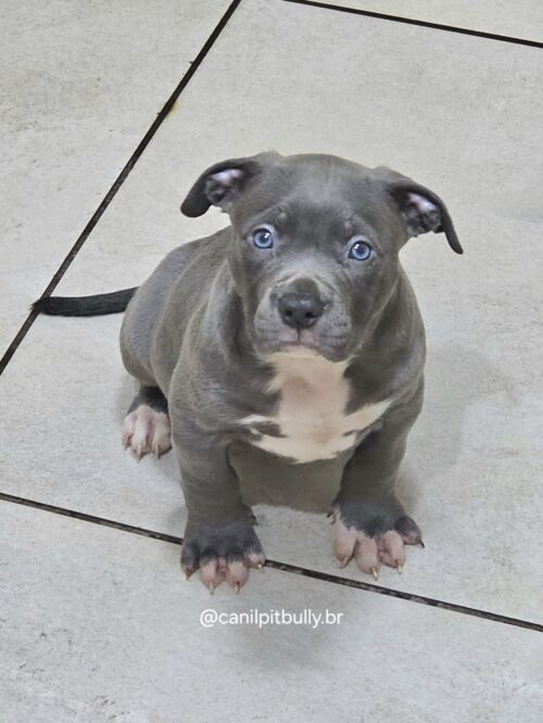 Filhote - Pit Monster- Macho 2 - Cinza Bluenose