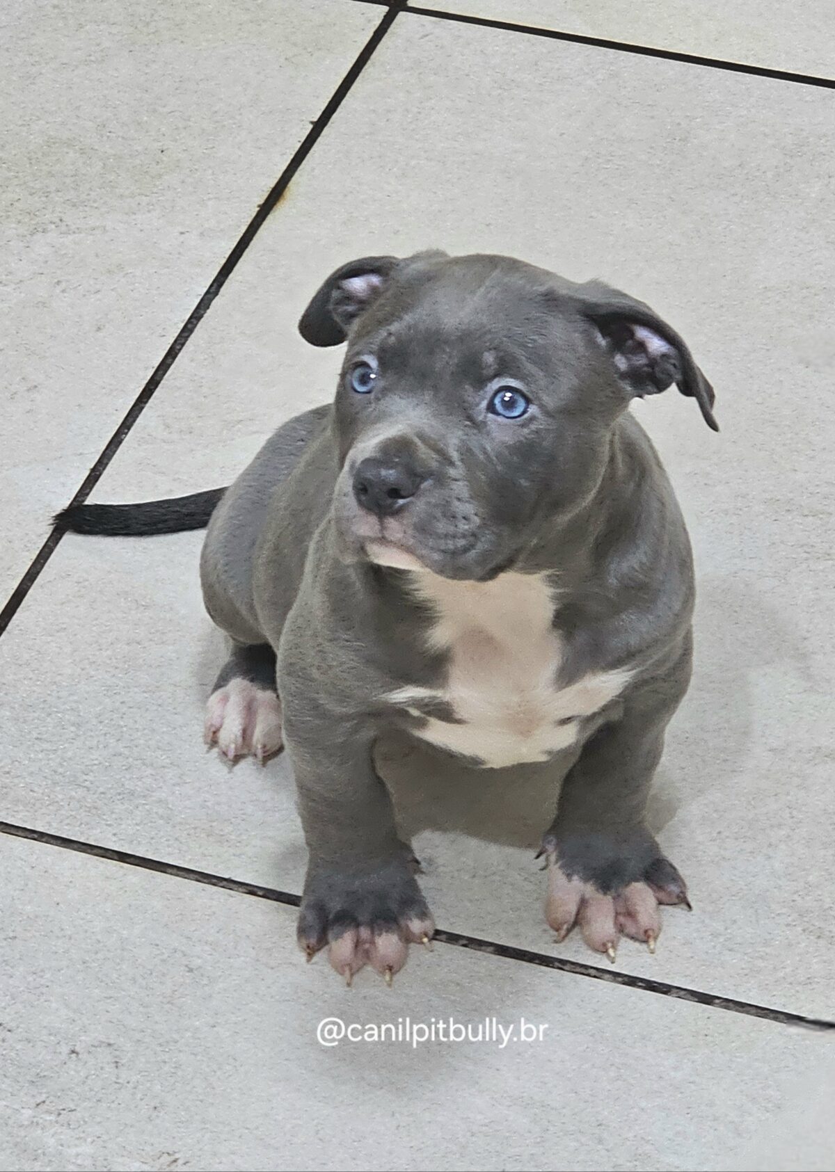 Filhote - Pit Monster- Macho 2 - Cinza Bluenose