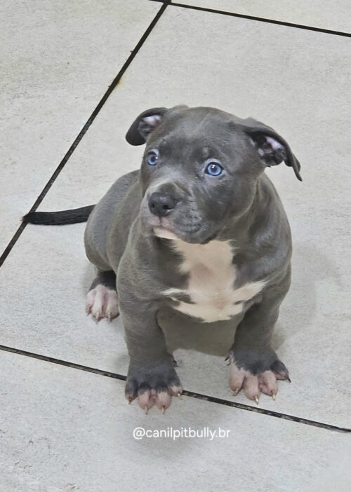 Filhote - Pit Monster- Macho 2 - Cinza Bluenose