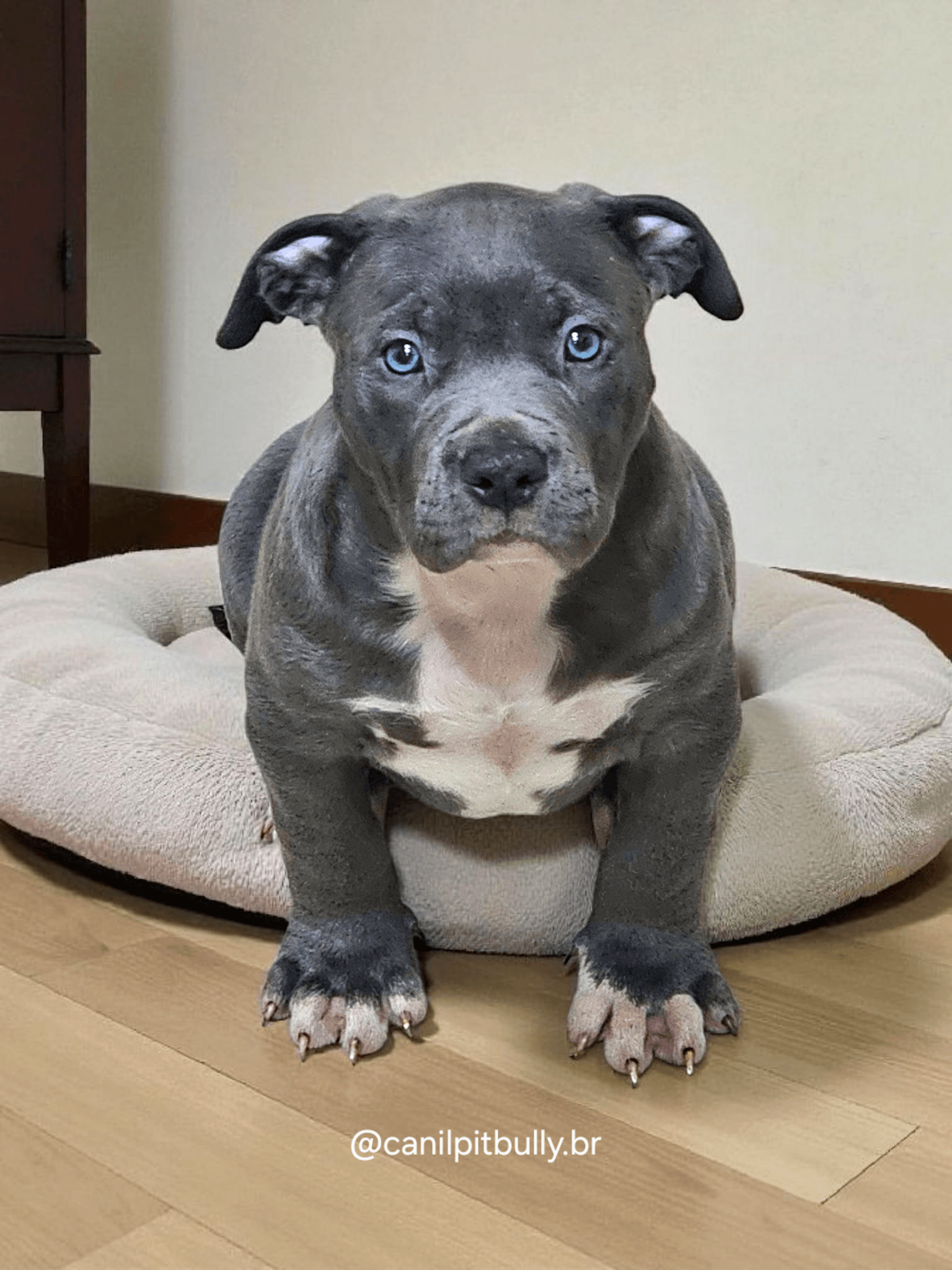 Pit Monster Macho Blue Cinza