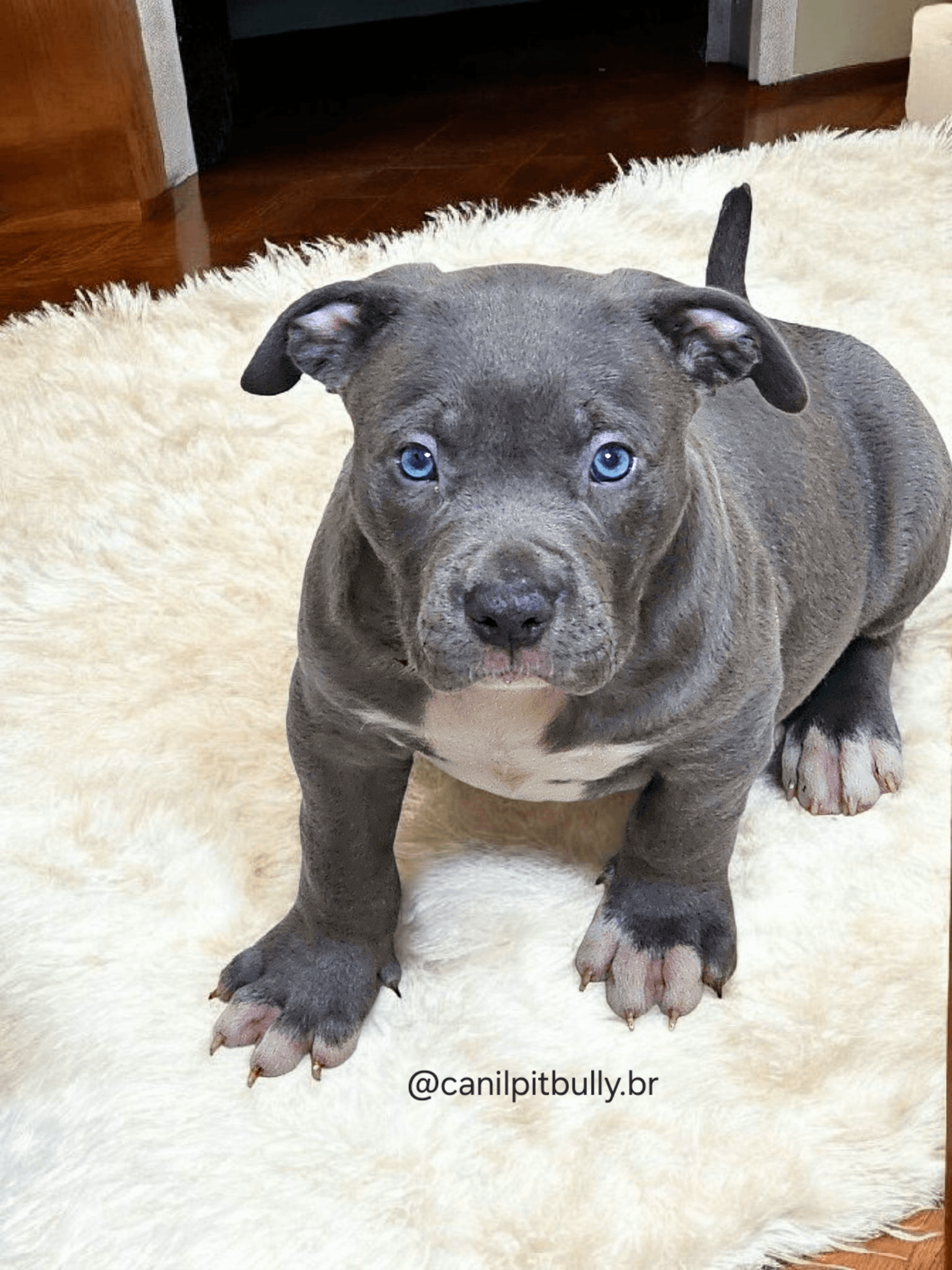 Pit Monster Macho Blue Cinza