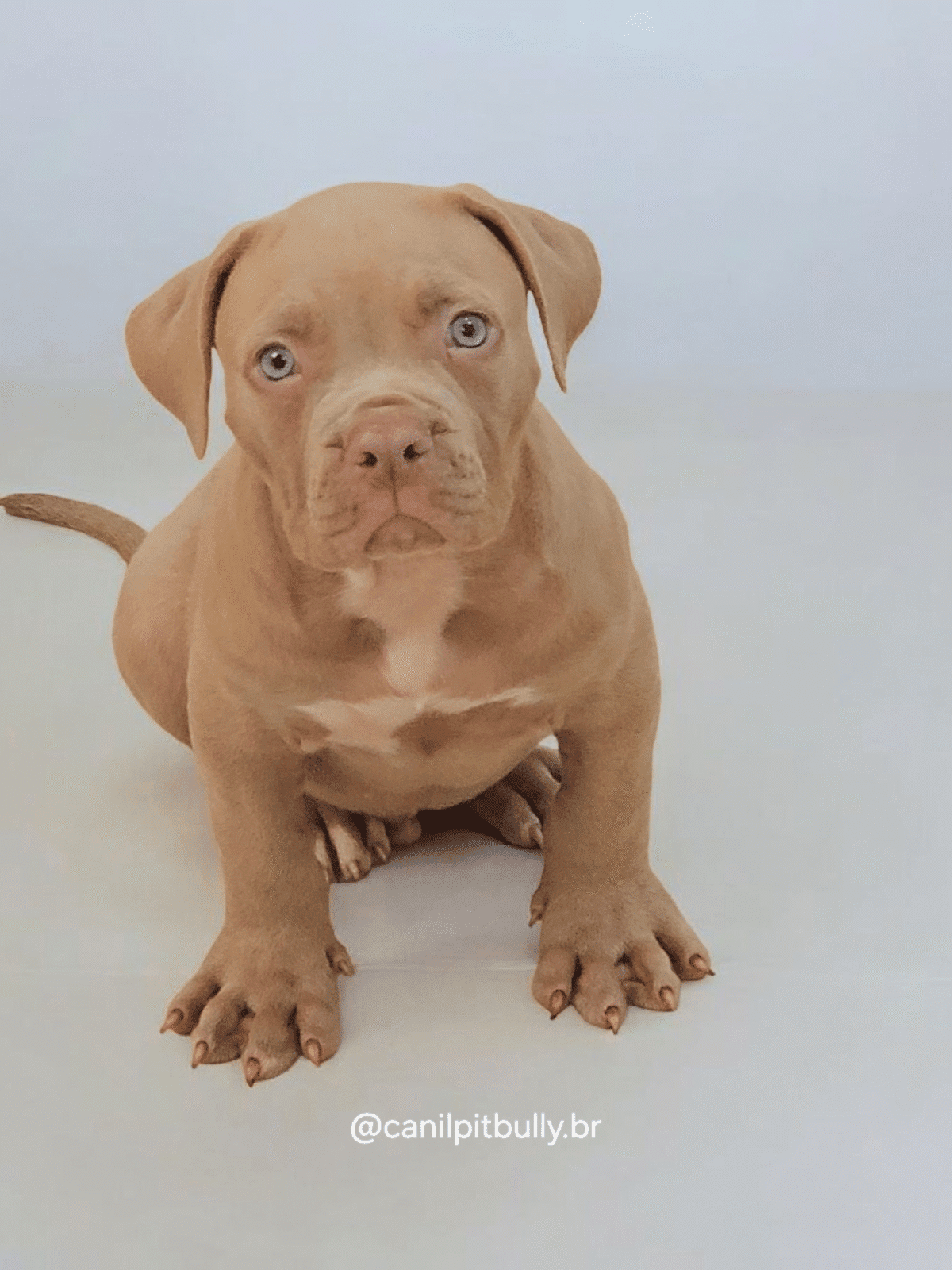 Pit Monster Macho Lilac Pit Monster Macho Lilac