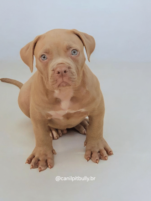 Pit Monster Macho Lilac Pit Monster Macho Lilac