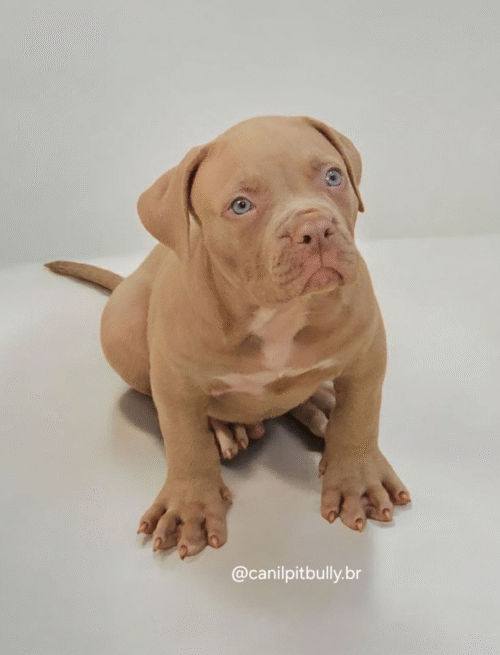 Pit Monster Macho Lilac Pit Monster Macho Lilac