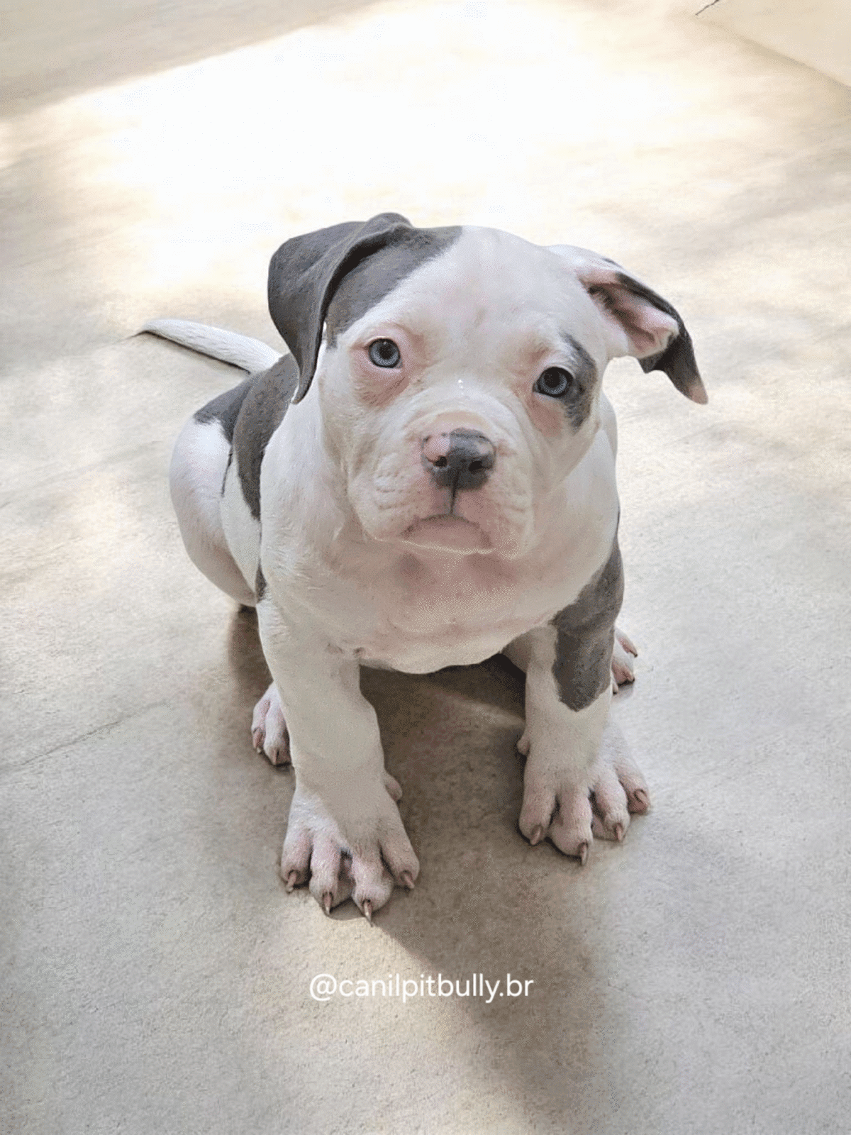 Pit Monster Fêmea 2 Blue Cinza e Branco Pit Monster Fêmea 2 Blue Cinza e Branco