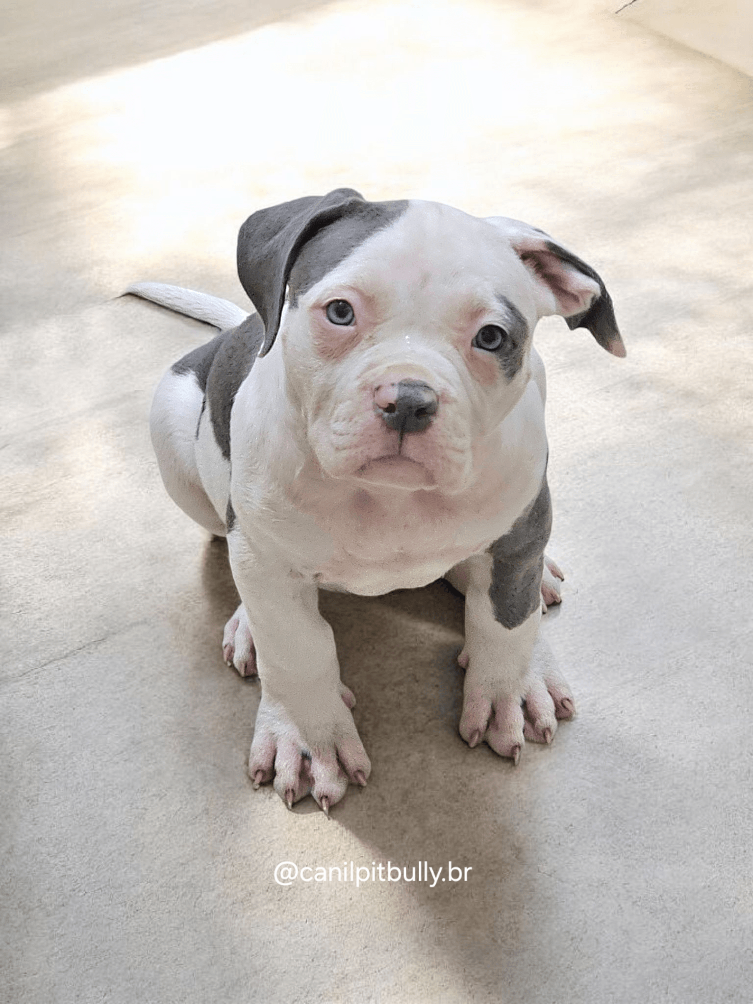 Pit Monster Fêmea 2 Blue Cinza e Branco