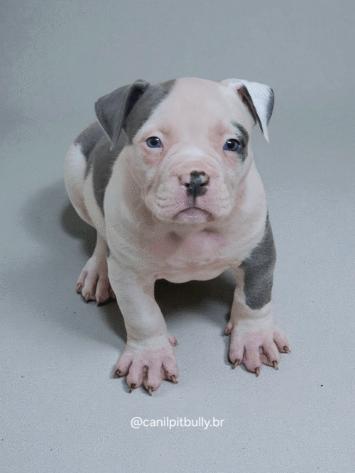 Pit Monster Fêmea 2 Blue Cinza e Branco Pit Monster Fêmea 2 Blue Cinza e Branco