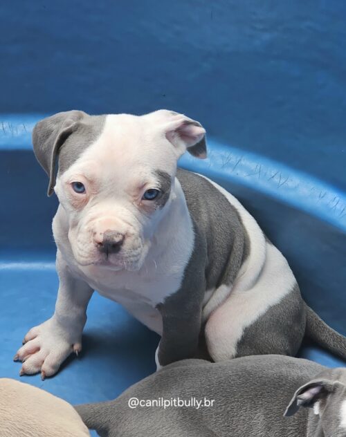 Pit Monster Fêmea 2 Blue Cinza e Branco Pit Monster Fêmea 2 Blue Cinza e Branco