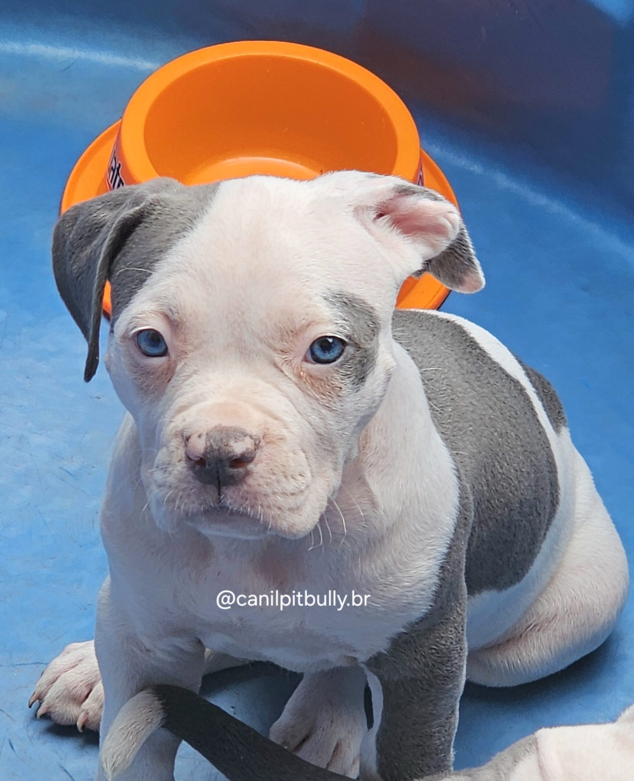 Pit Monster Fêmea 2 Blue Cinza e Branco