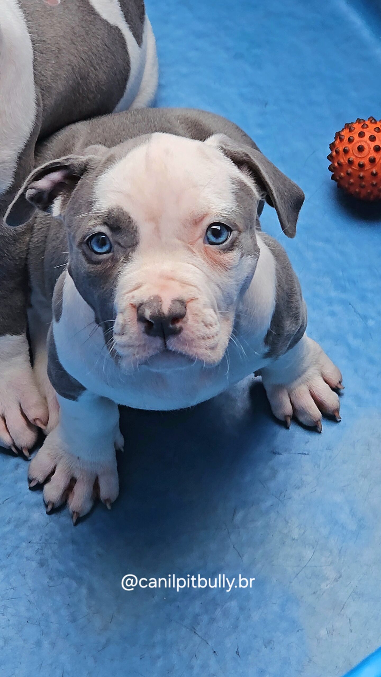 Pit Monster Fêmea Blue Cinza e Branco