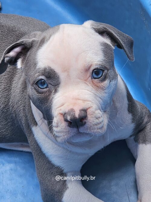 Pit Monster Fêmea Blue Cinza e Branco