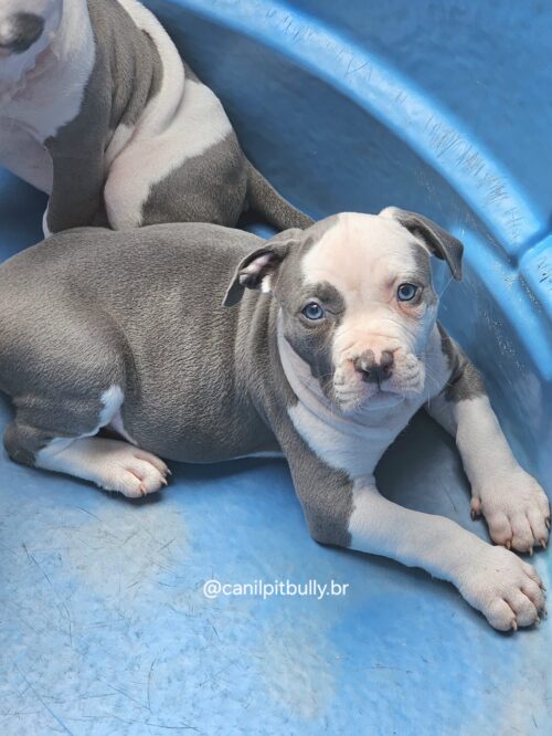 Pit Monster Fêmea Blue Cinza e Branco