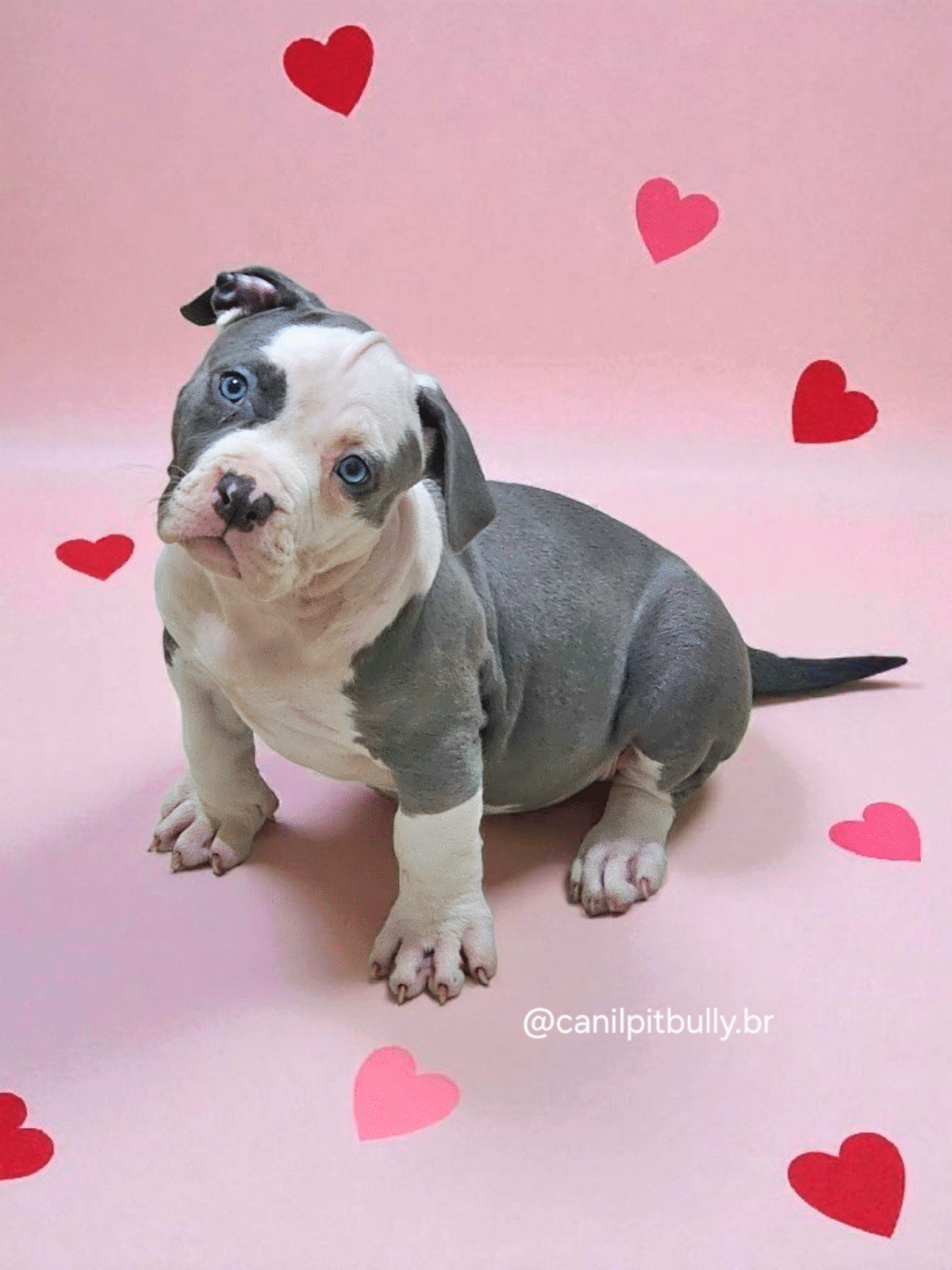 Pit Monster Fêmea Blue Cinza e Branco