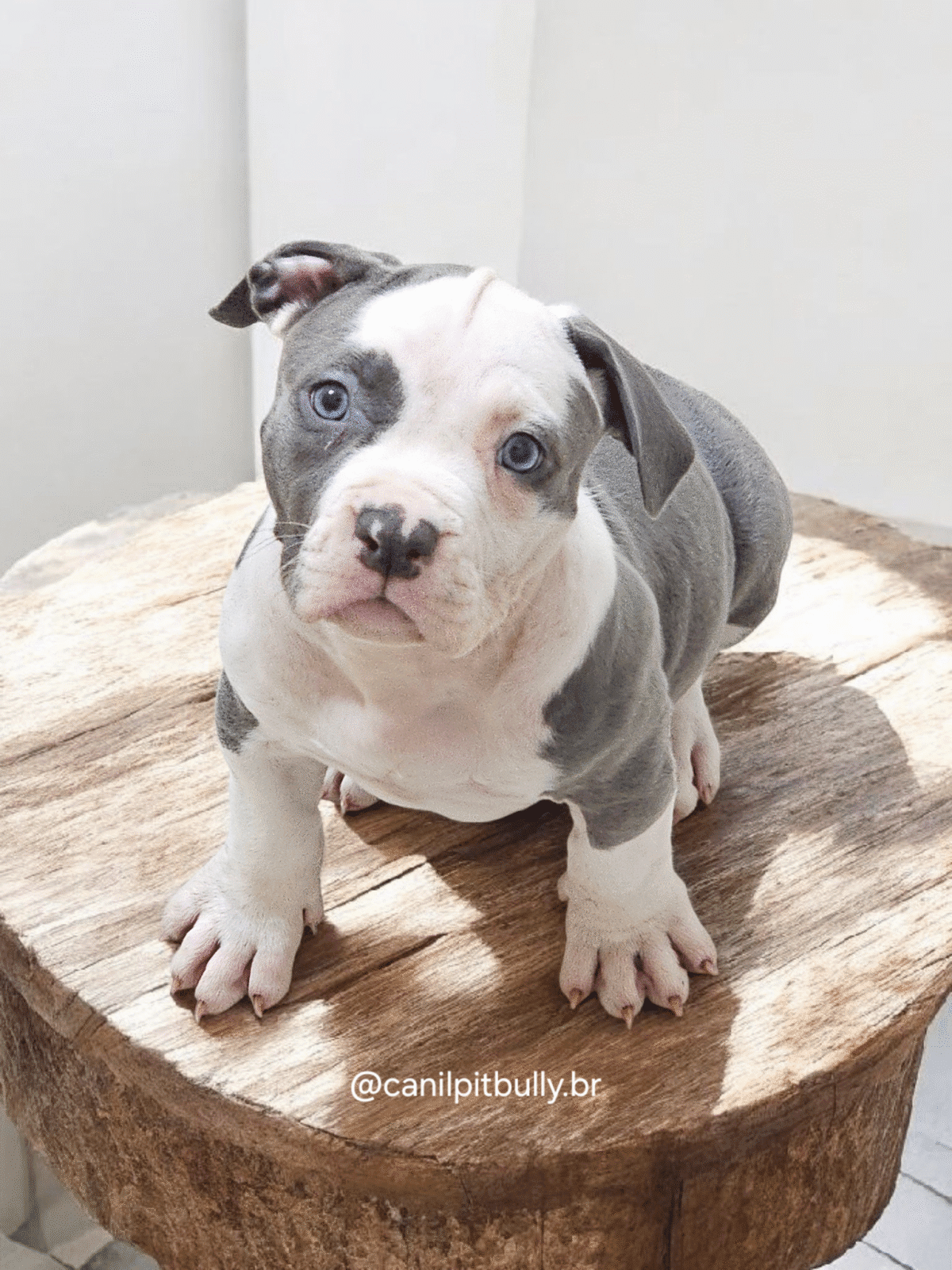 Pit Monster Fêmea 2 Blue Cinza e Branco