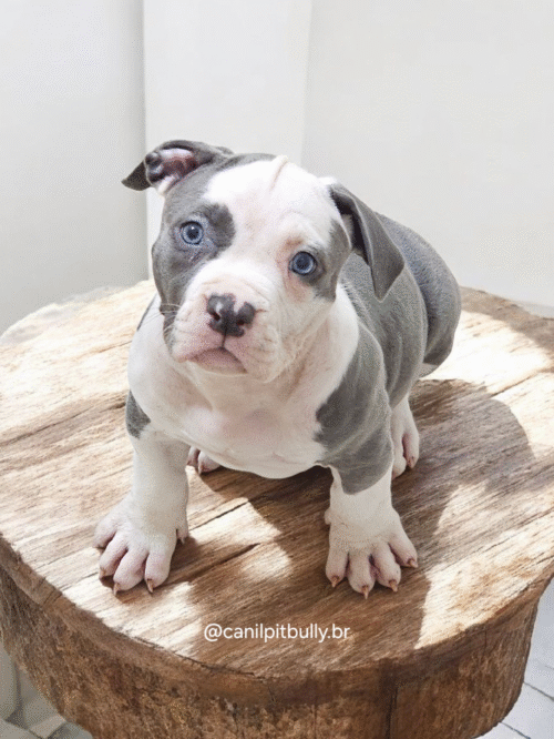 Pit Monster Fêmea 2 Blue Cinza e Branco