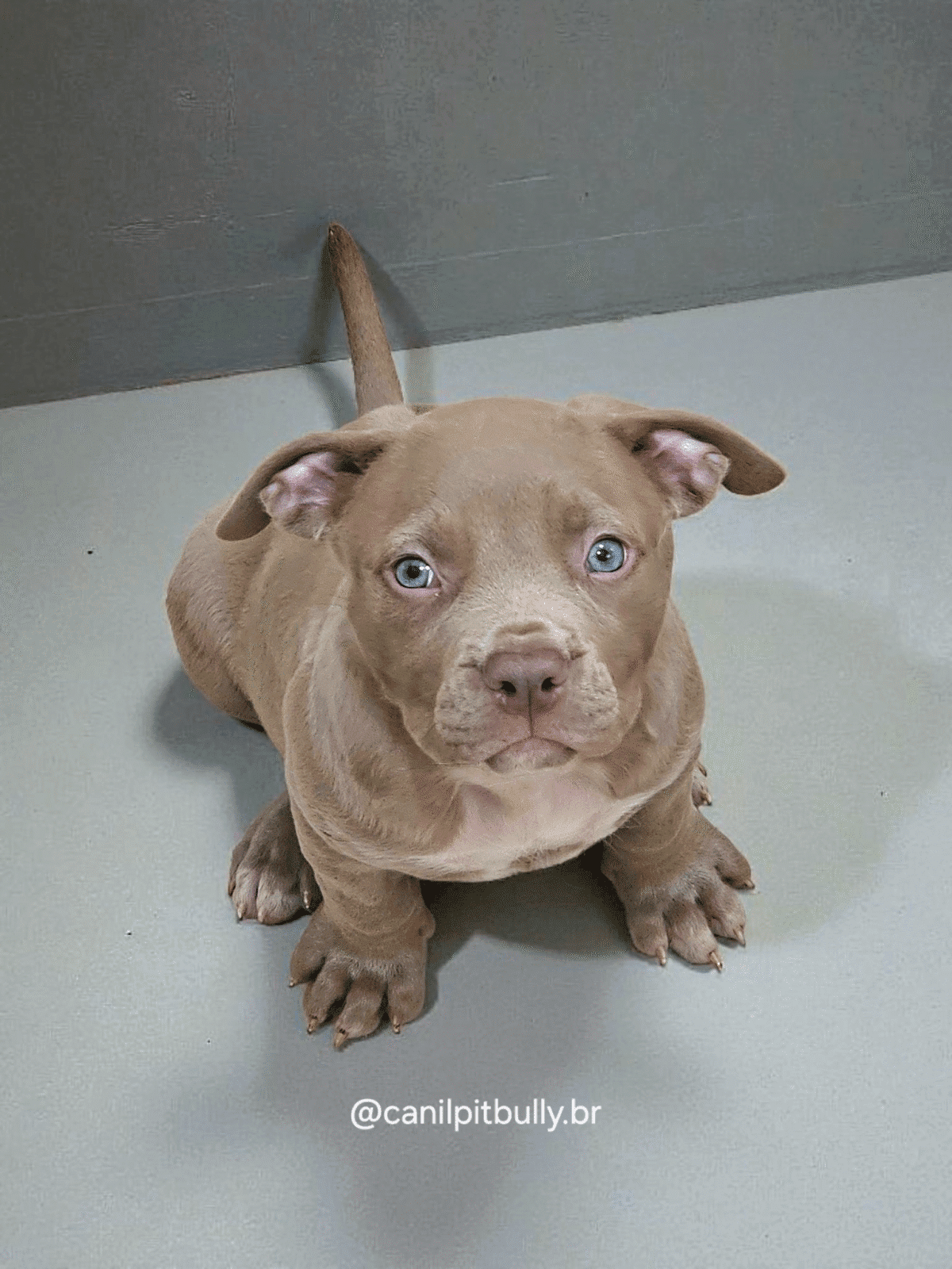 Pit Monster Fêmea Lilac 2