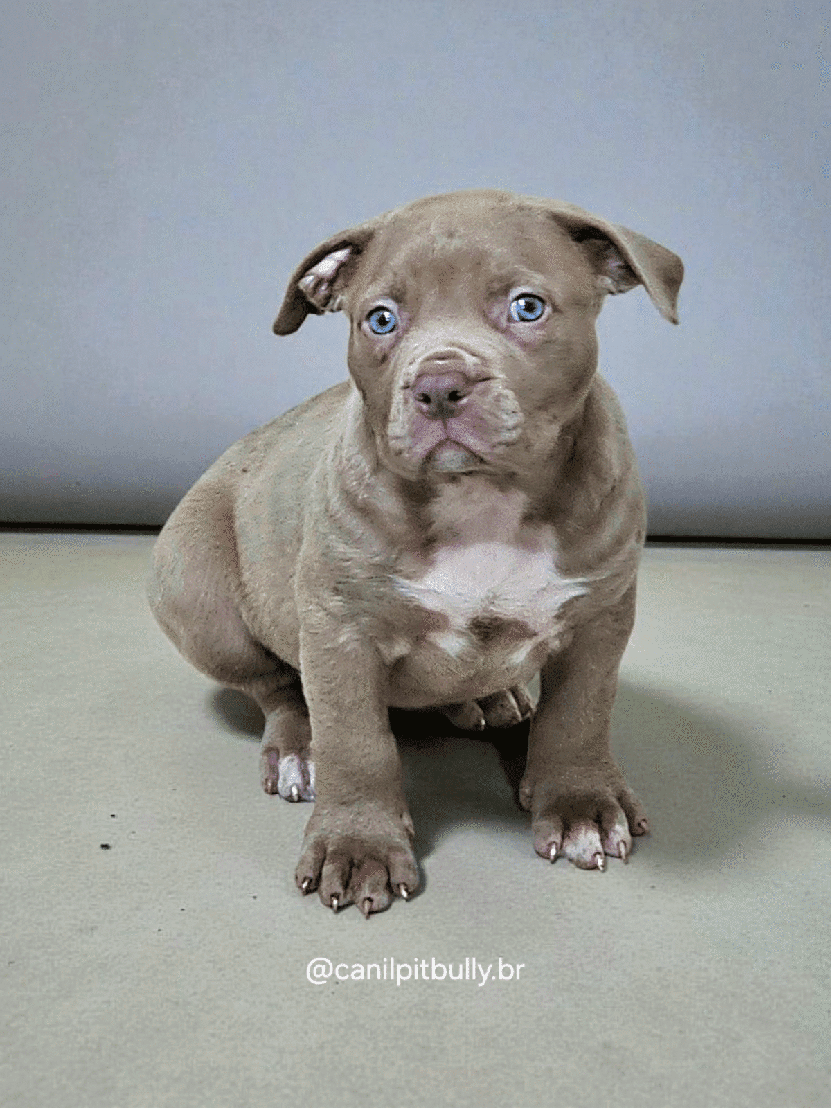 Pit Monster Fêmea Lilac 2