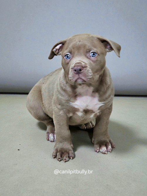 Pit Monster Fêmea Lilac 2