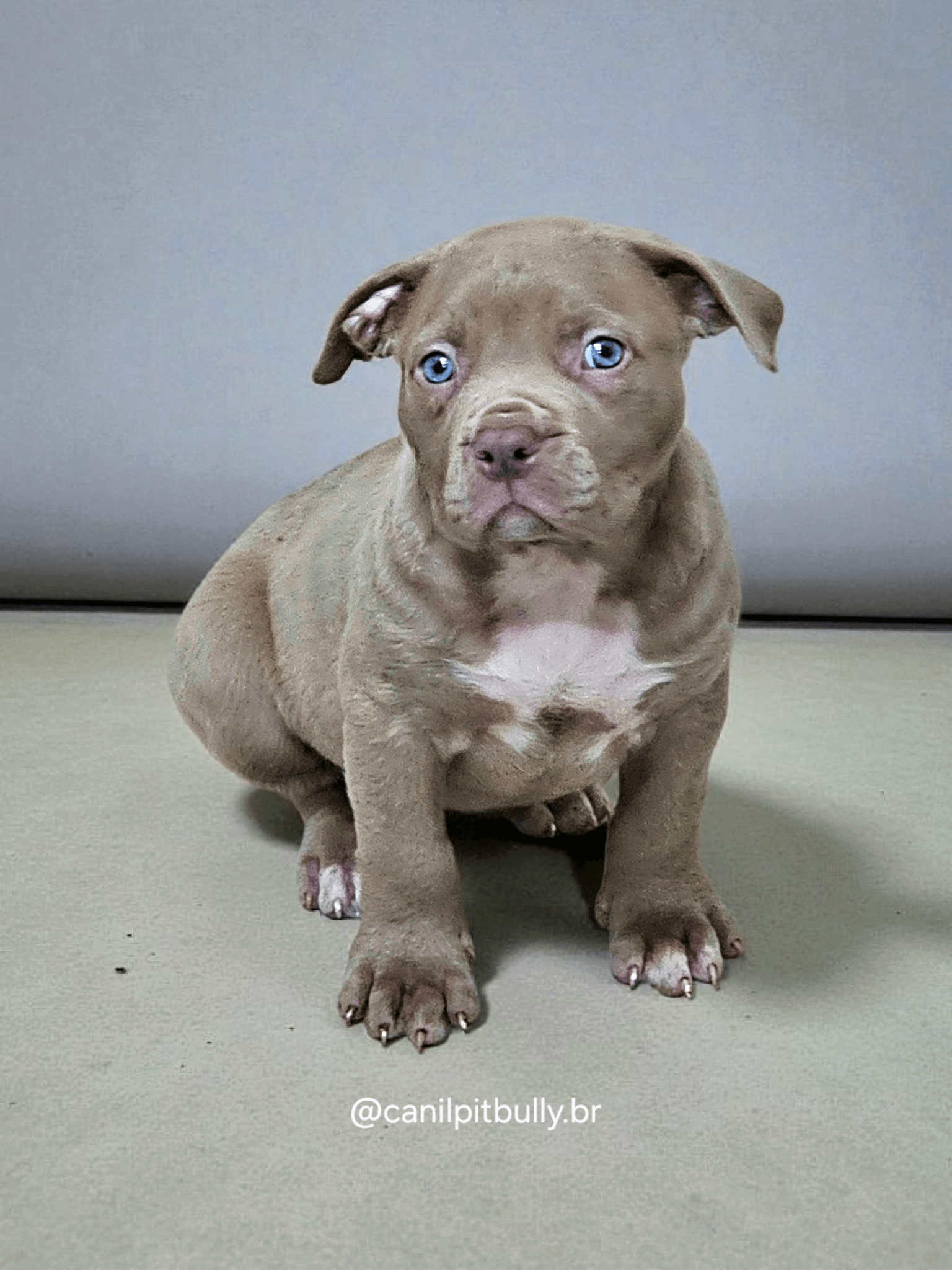 Pit Monster Fêmea Lilac 2