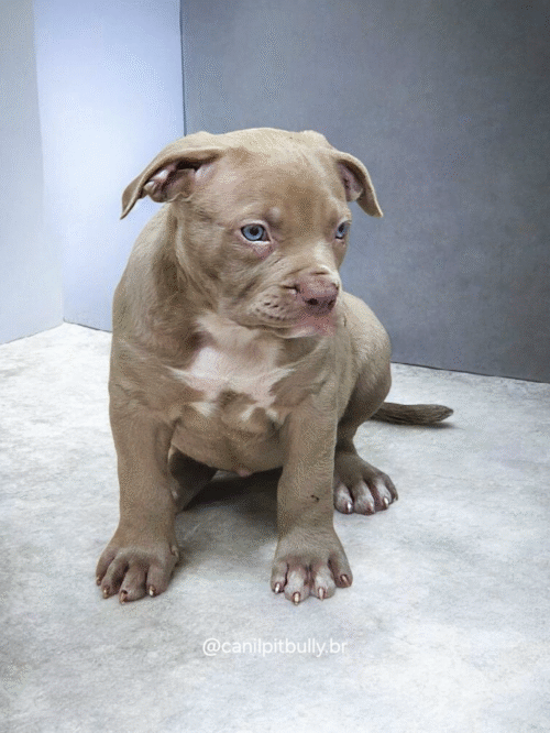 Pit Monster Fêmea Lilac 2