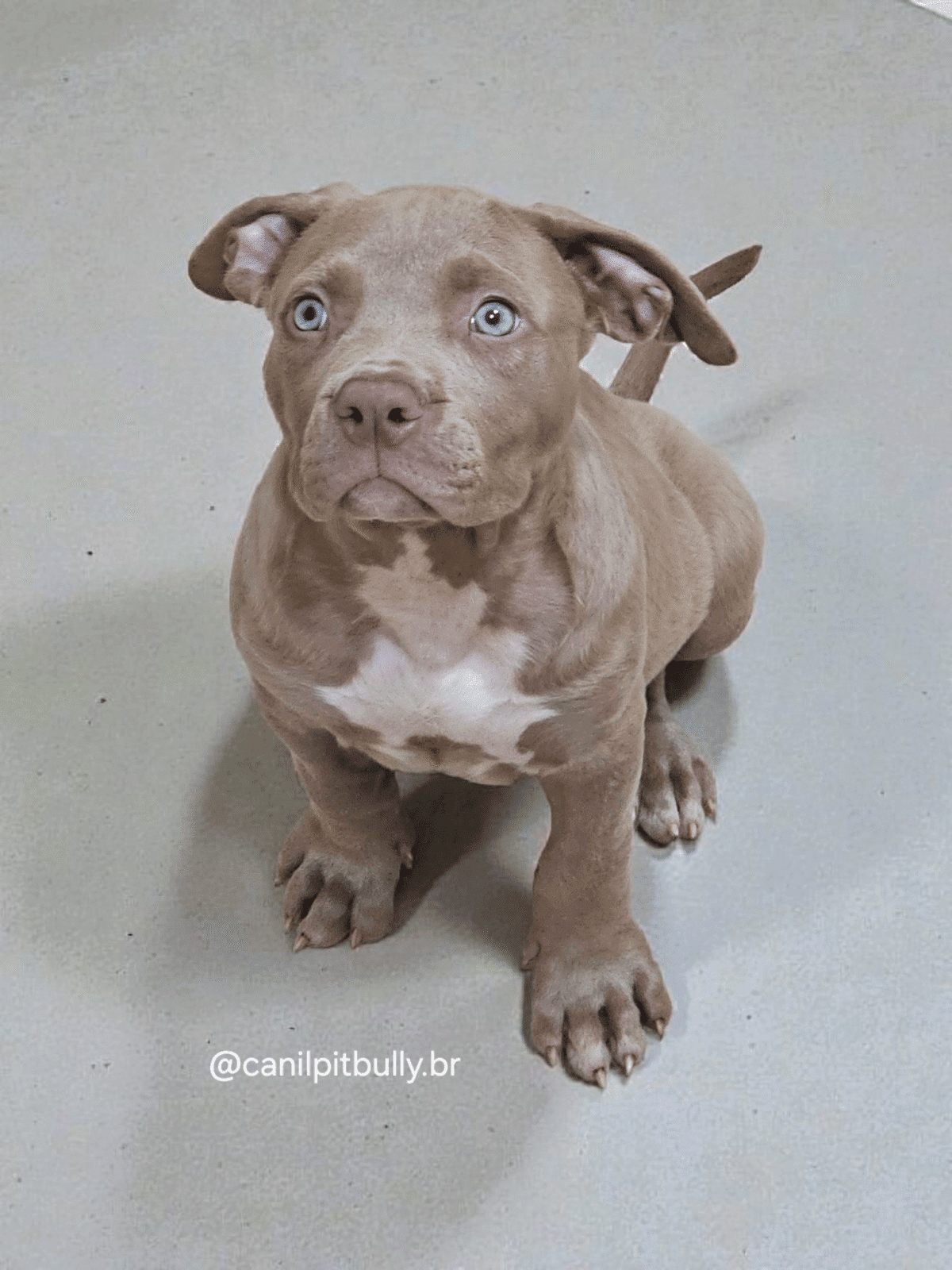 Pit Monster Fêmea Lilac Pit Monster Fêmea Lilac