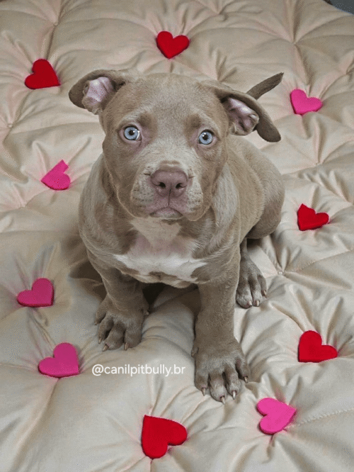 Pit Monster Fêmea Lilac Pit Monster Fêmea Lilac