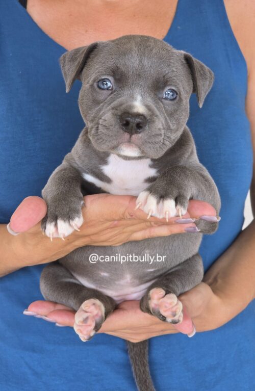 Filhote Pit Monster fêmea 1 cinza bluenose