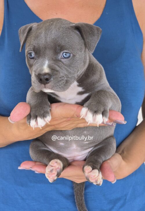 Filhote Pit Monster fêmea 1 cinza bluenose