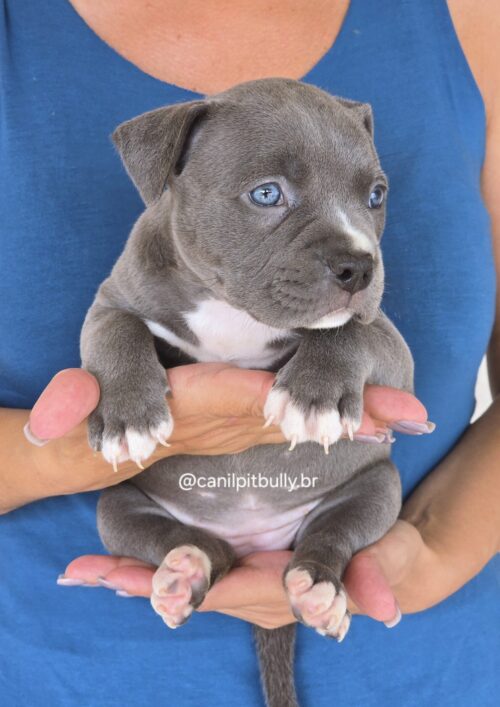 Filhote Pit Monster fêmea 1 cinza bluenose