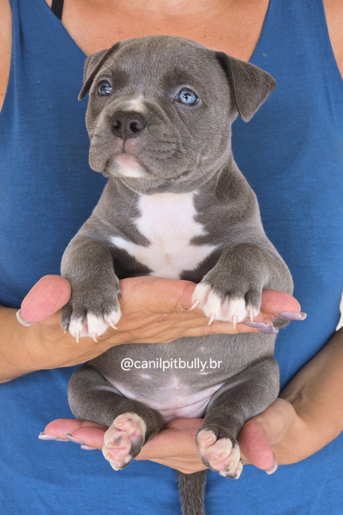 Filhote Pit Monster fêmea 1 cinza bluenose