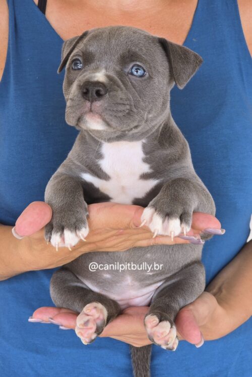 Filhote Pit Monster fêmea 1 cinza bluenose