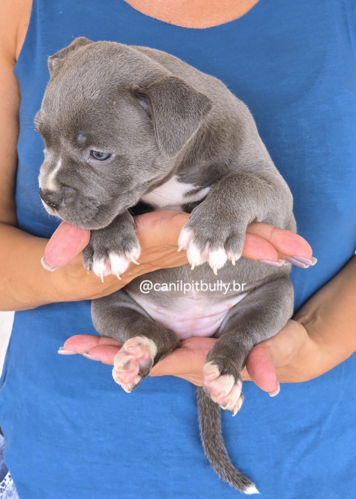 Filhote Pit Monster fêmea 1 cinza bluenose