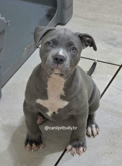 Filhote Pit Monster fêmea cinza bluenose