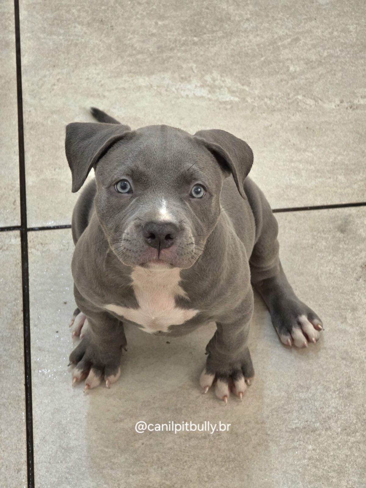 Filhote Pit Monster fêmea cinza bluenose