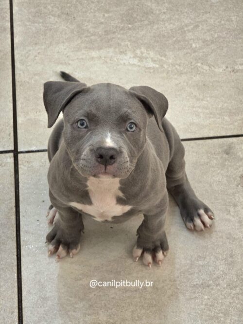 Filhote Pit Monster fêmea cinza bluenose