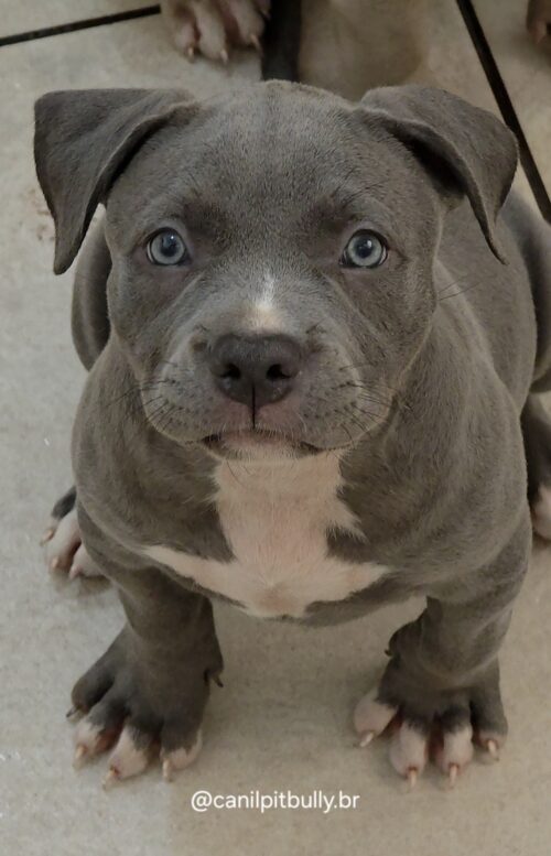 Filhote Pit Monster fêmea cinza bluenose