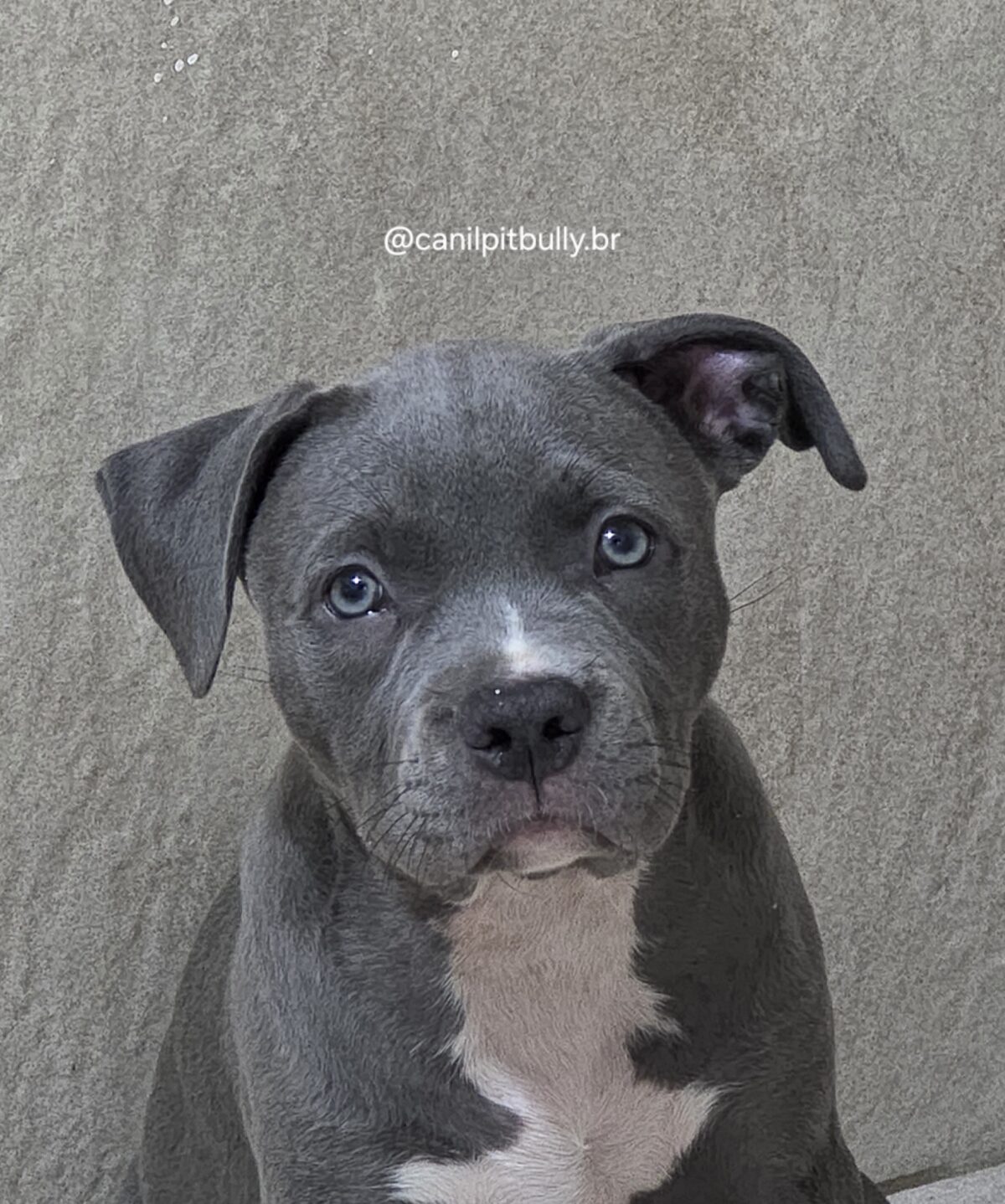 Filhote Pit Monster fêmea cinza bluenose