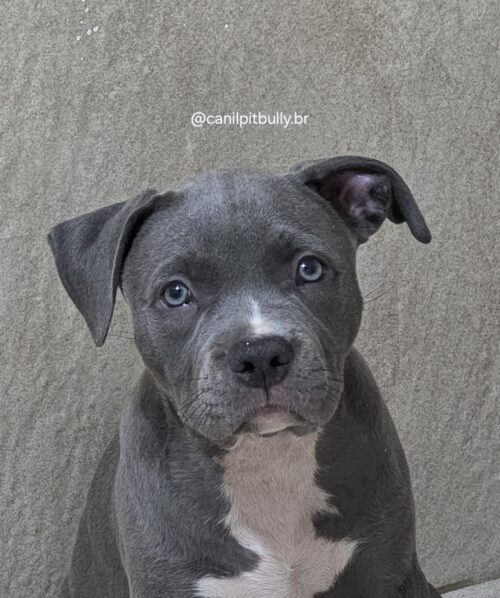 Filhote Pit Monster fêmea cinza bluenose