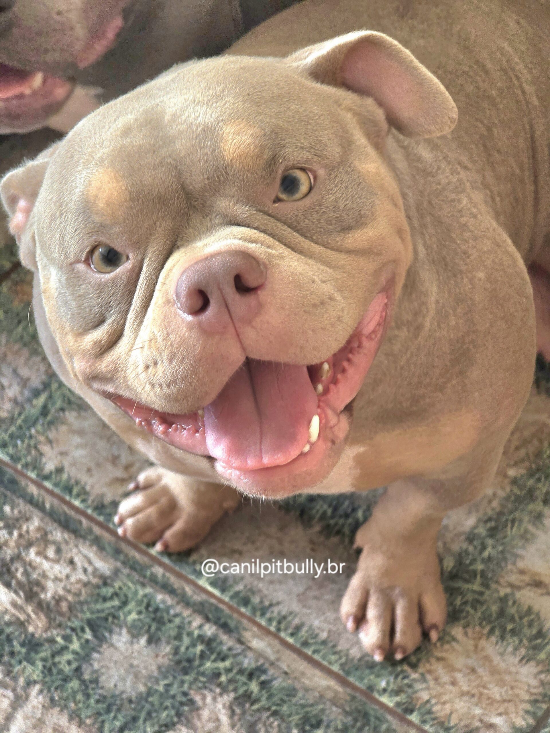 American Bully Trililac - Tiffany