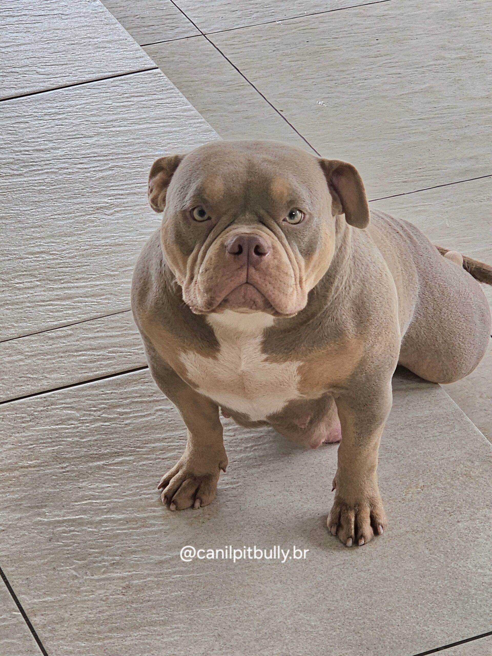Tiffany - American Bully Pocket Trililac