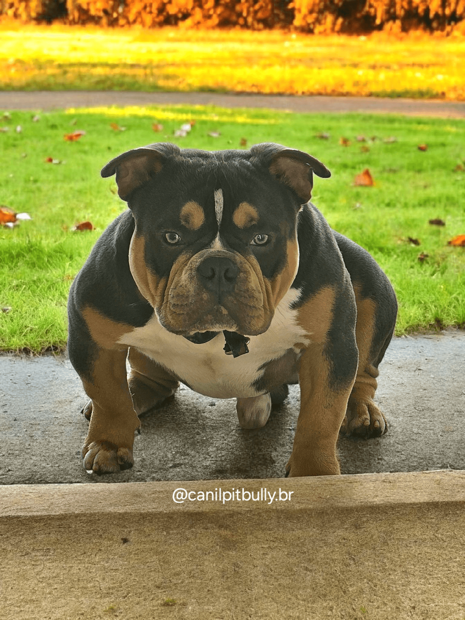 American Bully Pocket - ODIN