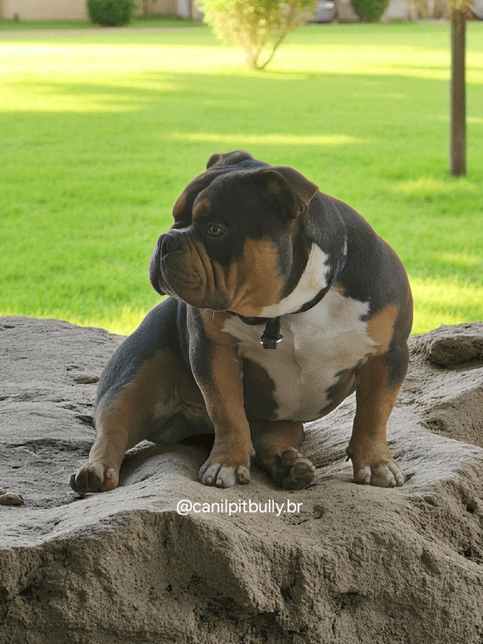 American Bully Pocket - ODIN