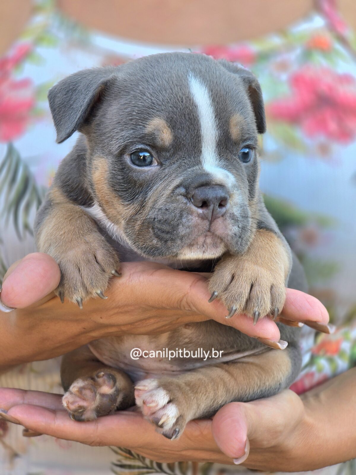 American Bully Micro/Pocket - Macho - cinza Tri-blue