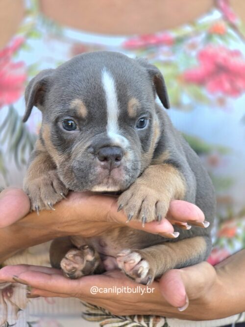 American Bully Micro/Pocket - Macho - cinza Tri-blue