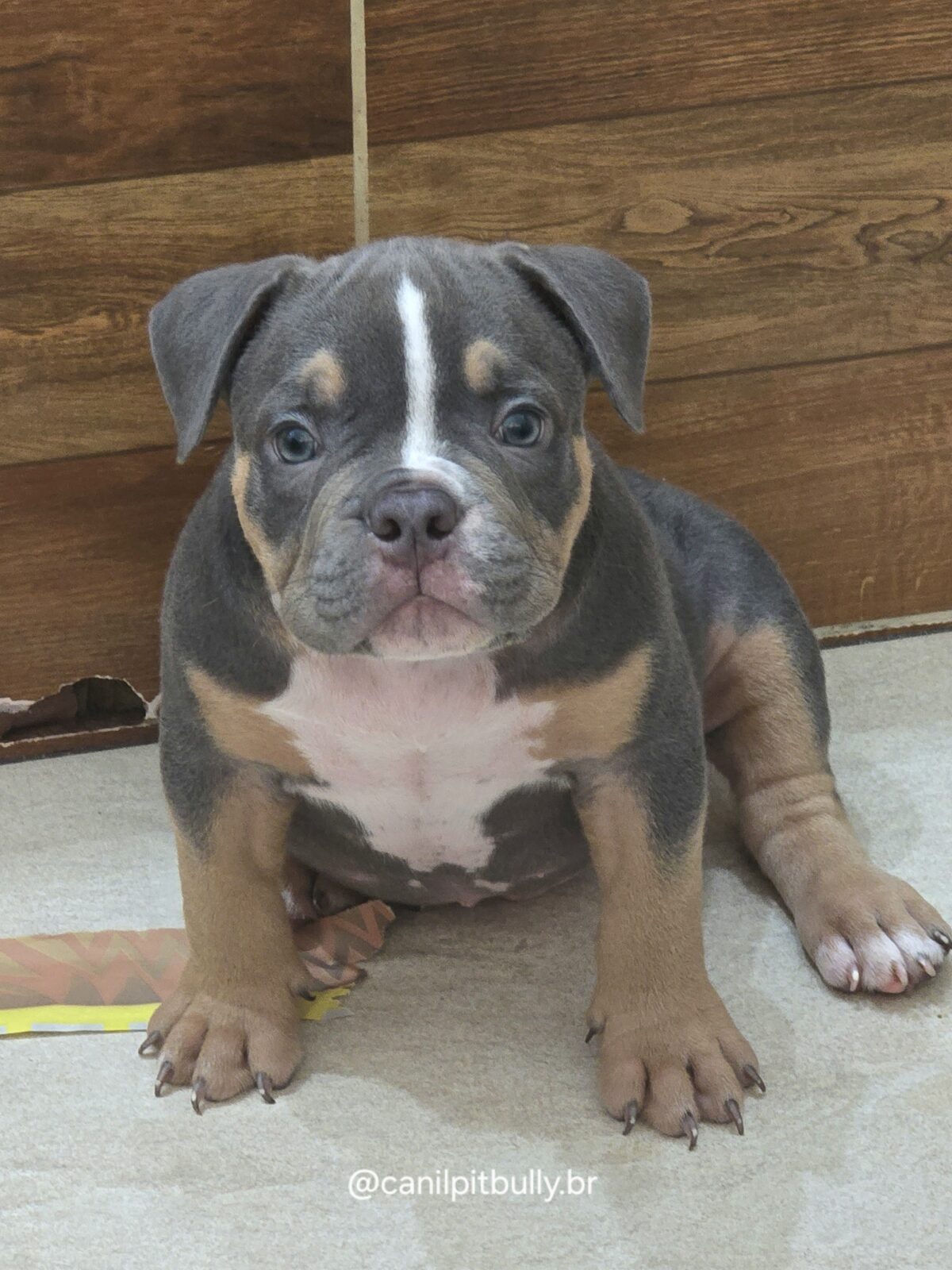 American Bully Micro/Pocket - Macho - cinza Tri-blue